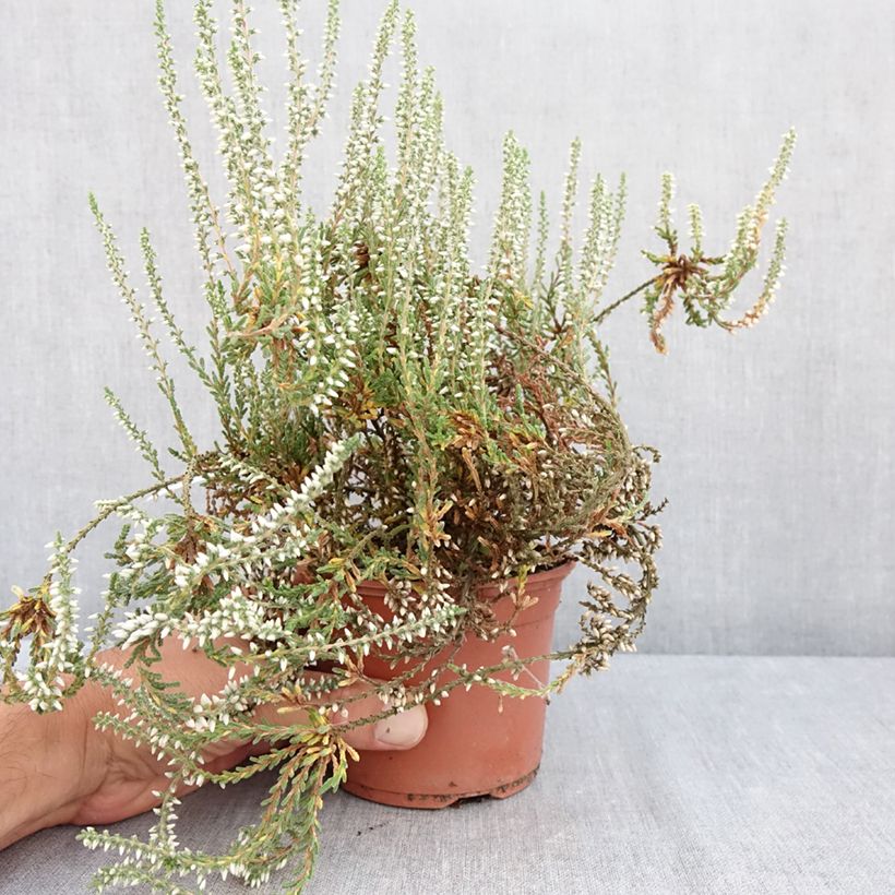 Amostra de Calluna Garden Girls Bettina Vaso de 1 L/1,5 L tal como entregue no verão