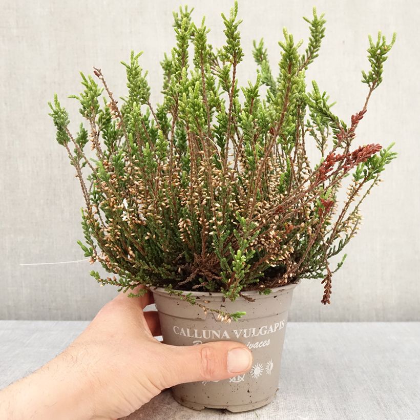 Amostra de Calluna Garden Girls Bettina Vaso de 1 L/1,5 L tal como entregue na primavera