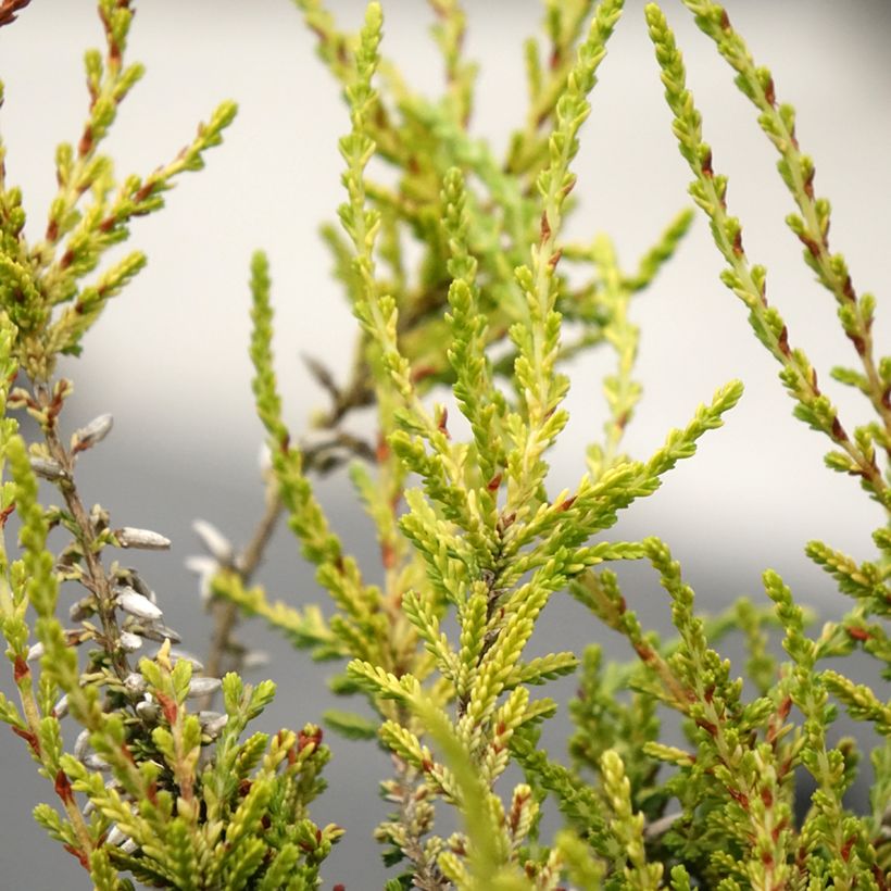Calluna Garden Girls Golden Angie (Folhagem)