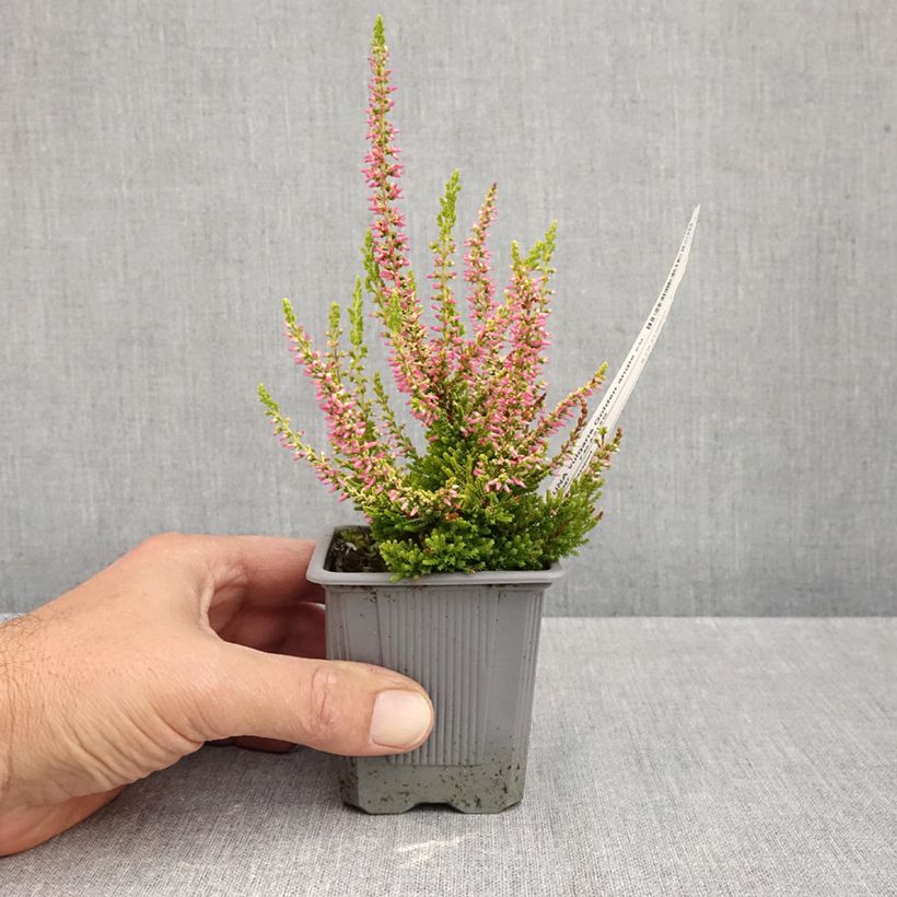 Amostra de Calluna Garden Girls Golden Angie Vaso de 8/9 cm tal como entregue no outono