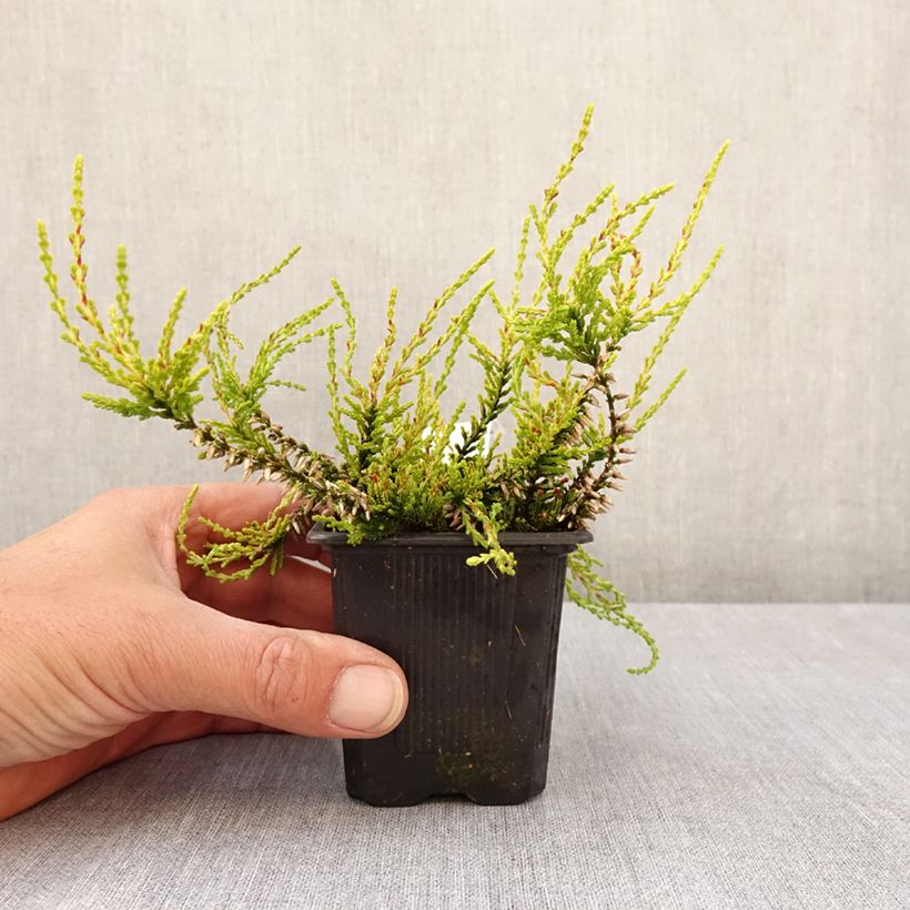 Amostra de Calluna Garden Girls Golden Angie Vaso de 8/9 cm tal como entregue na primavera