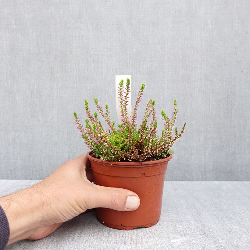 Amostra de Calluna Garden Girls Golden Angie Vaso de 1 L/1,5 L tal como entregue no outono