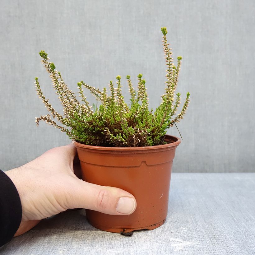 Amostra de Calluna Garden Girls Golden Angie Vaso de 1 L/1,5 L tal como entregue no inverno