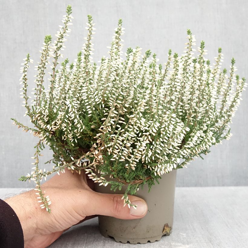 Amostra de Bruyère d'été - Calluna Garden Girls Helena Pot de 1L/1,5L tal como entregue no outono