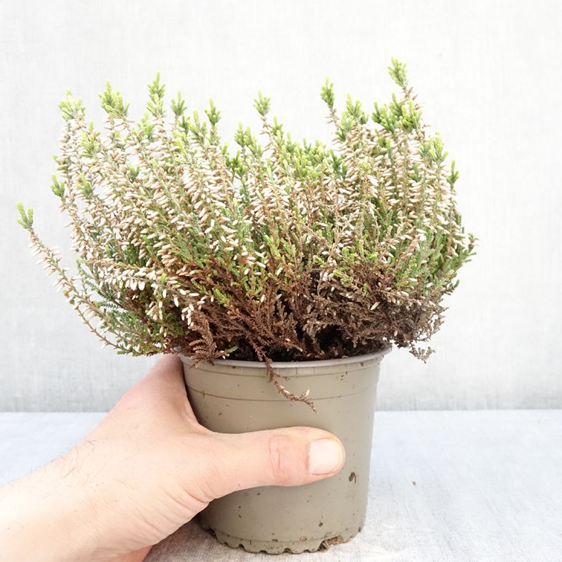 Amostra de Calluna Garden Girls Helena Vaso de 1 L/1,5 L tal como entregue na primavera