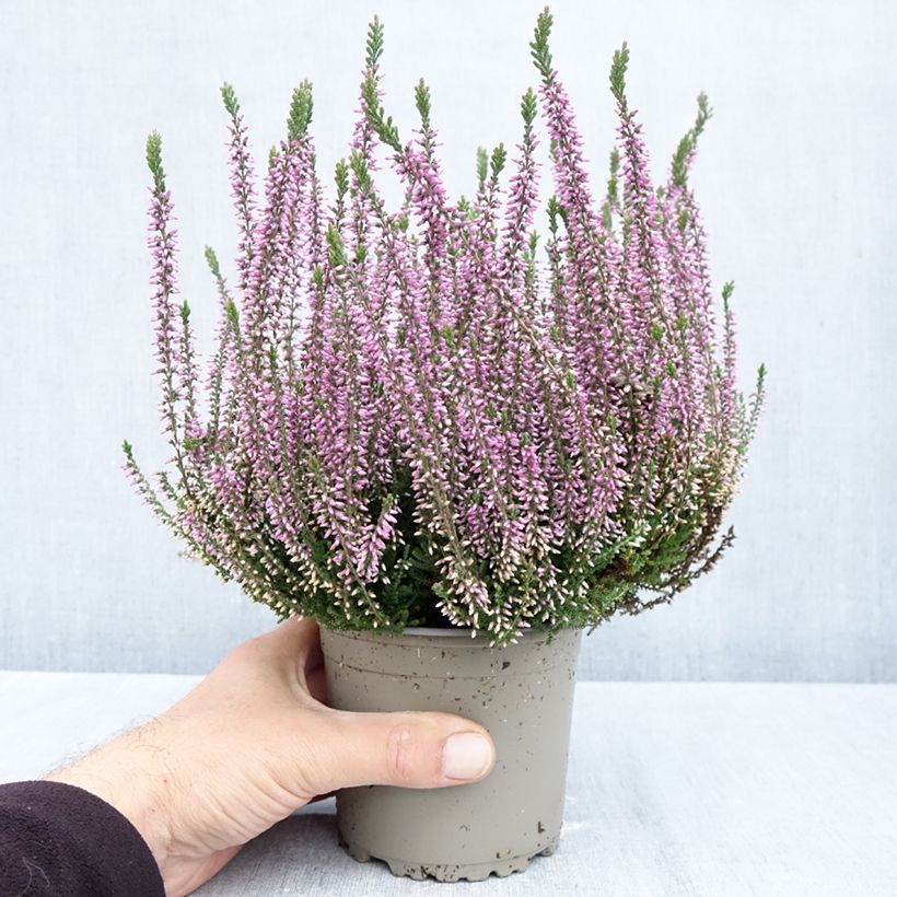 Amostra de Bruyère d'été - Calluna Garden Girls Lilli Pot de 1L/1,5L tal como entregue no outono
