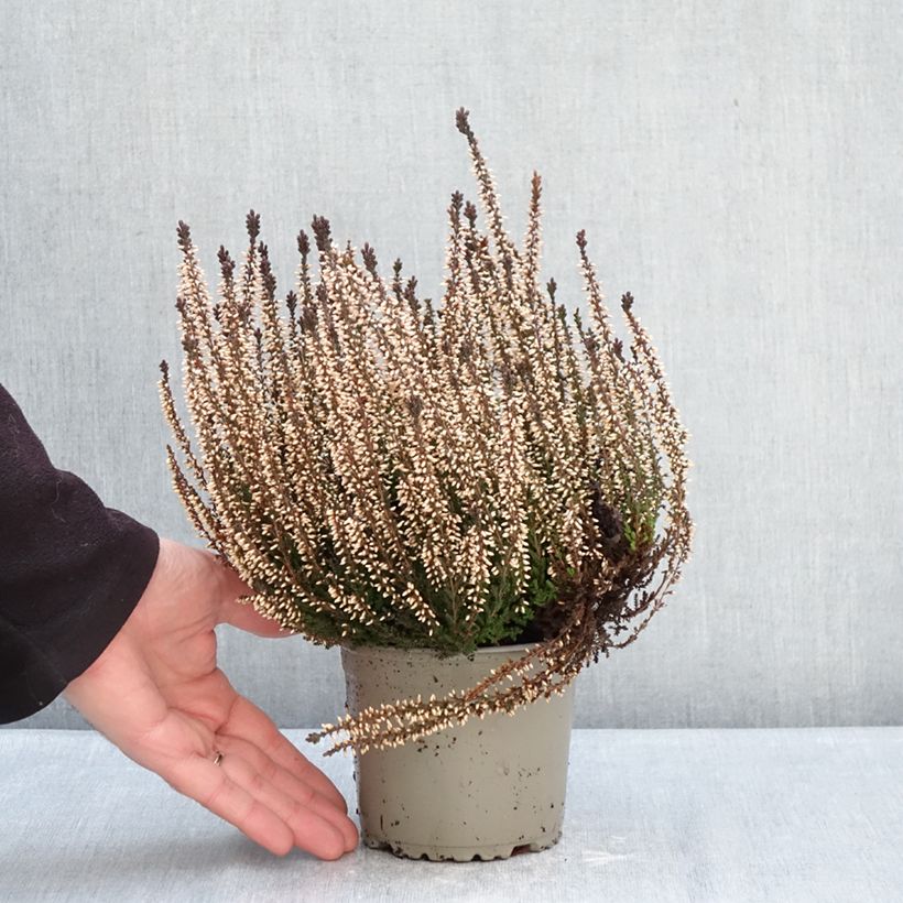 Amostra de Calluna Garden Girls Lilli Vaso de 1 L/1,5 L tal como entregue no inverno