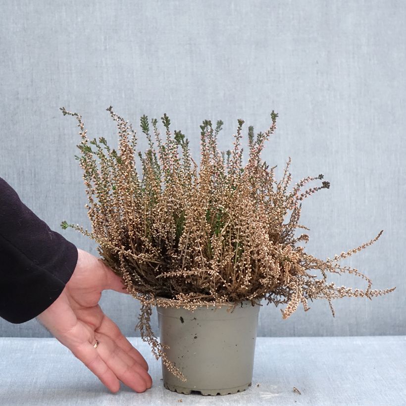 Amostra de Calluna Garden Girls Lioba Vaso de 1 L/1,5 L tal como entregue no inverno