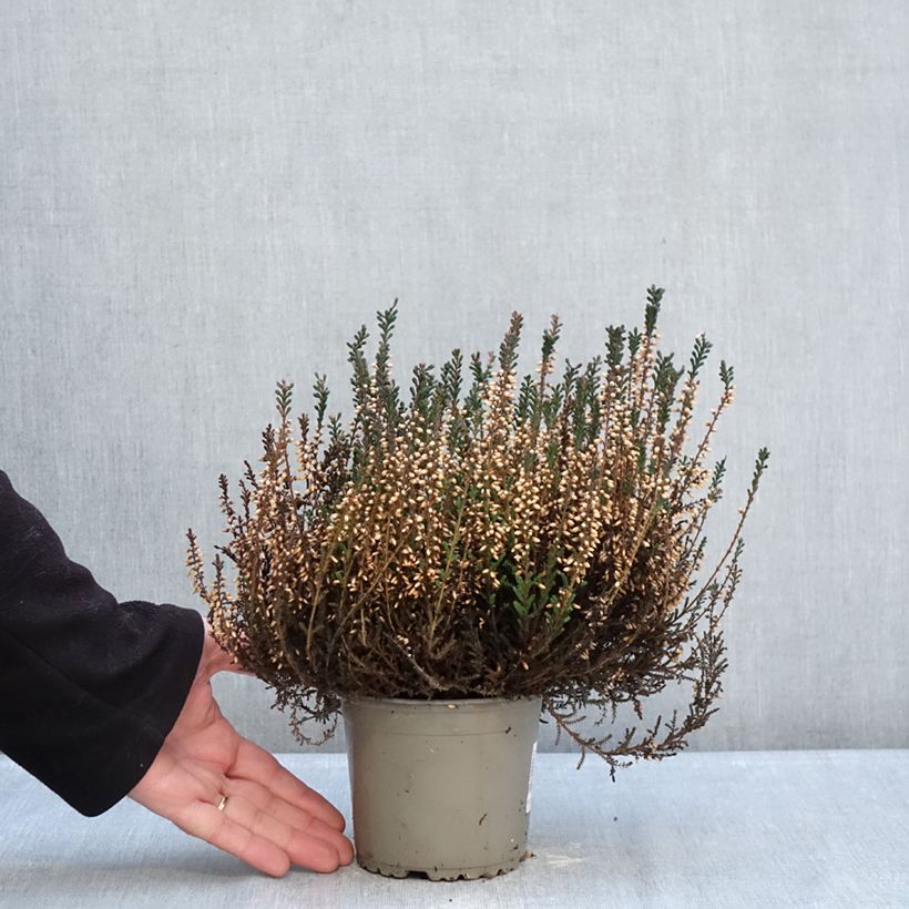 Amostra de Calluna Garden Girls Lisbeth Vaso de 1 L/1,5 L tal como entregue no inverno