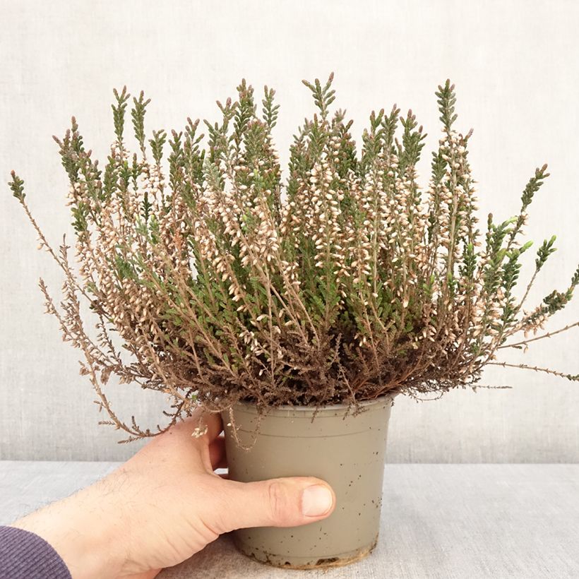 Amostra de Calluna Garden Girls Lisbeth Vaso de 1 L/1,5 L tal como entregue na primavera