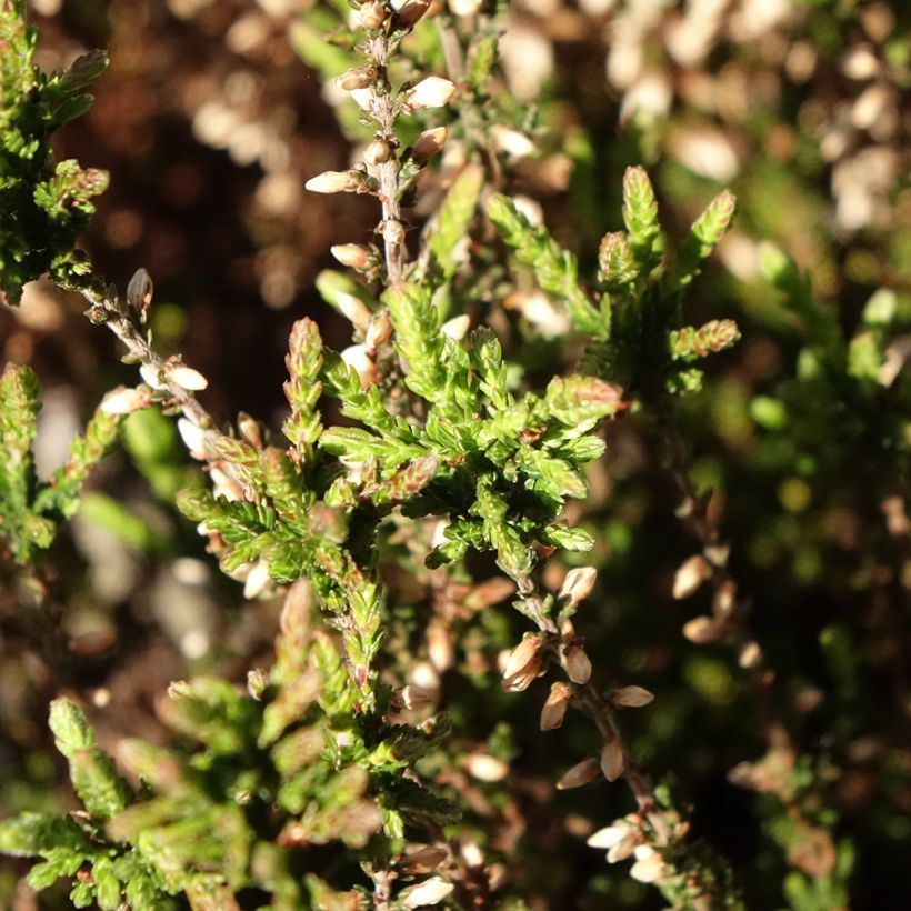 Calluna Garden Girls Martina (Folhagem)