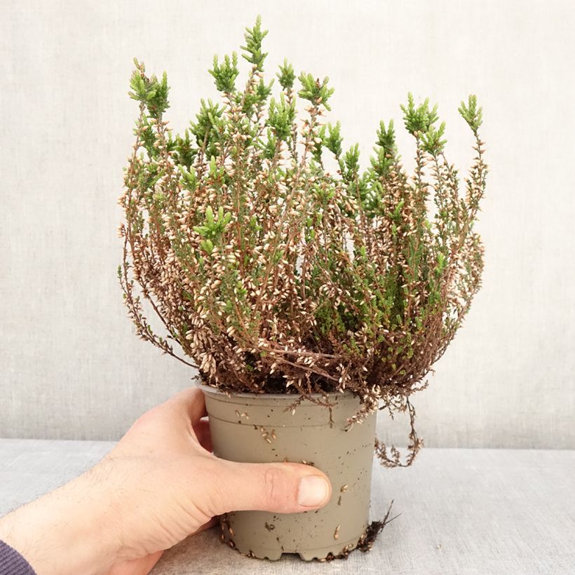 Amostra de Calluna Garden Girls Martina Vaso de 1 L/1,5 L tal como entregue na primavera