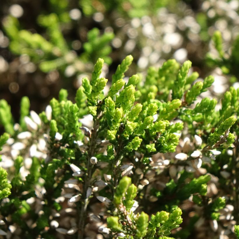 Calluna Garden Girls Pink Angie (Folhagem)