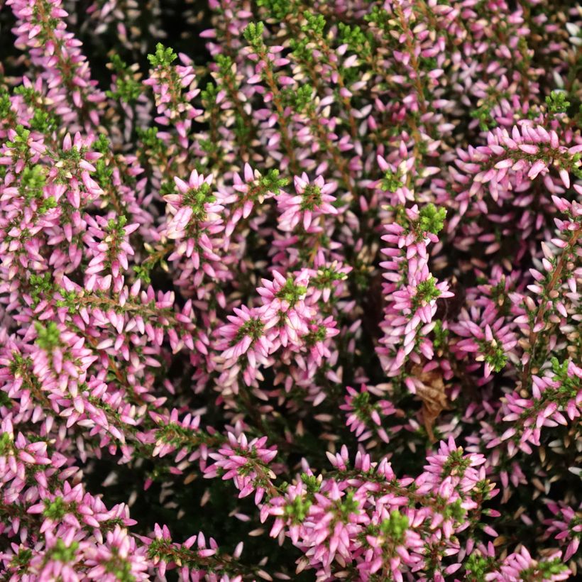 Calluna Garden Girls Pink Angie (Floração)