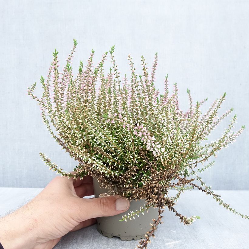 Amostra de Bruyère d'été - Calluna Garden Girls Pink Angie Pot de 1L/1,5L tal como entregue no outono