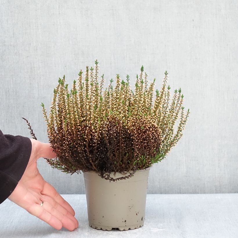 Amostra de Calluna Garden Girls Pink Angie Vaso de 1 L/1,5 L tal como entregue no inverno