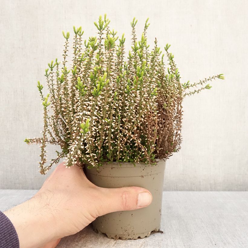 Amostra de Calluna Garden Girls Pink Angie Vaso de 1 L/1,5 L tal como entregue na primavera