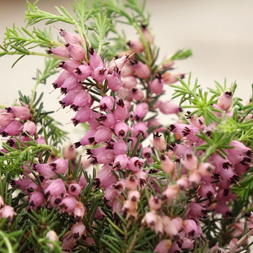 Calluna Pink Bettina (Floração)