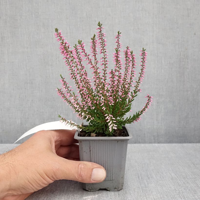 Amostra de Calluna Pink Bettina Vaso de 8/9 cm tal como entregue no outono