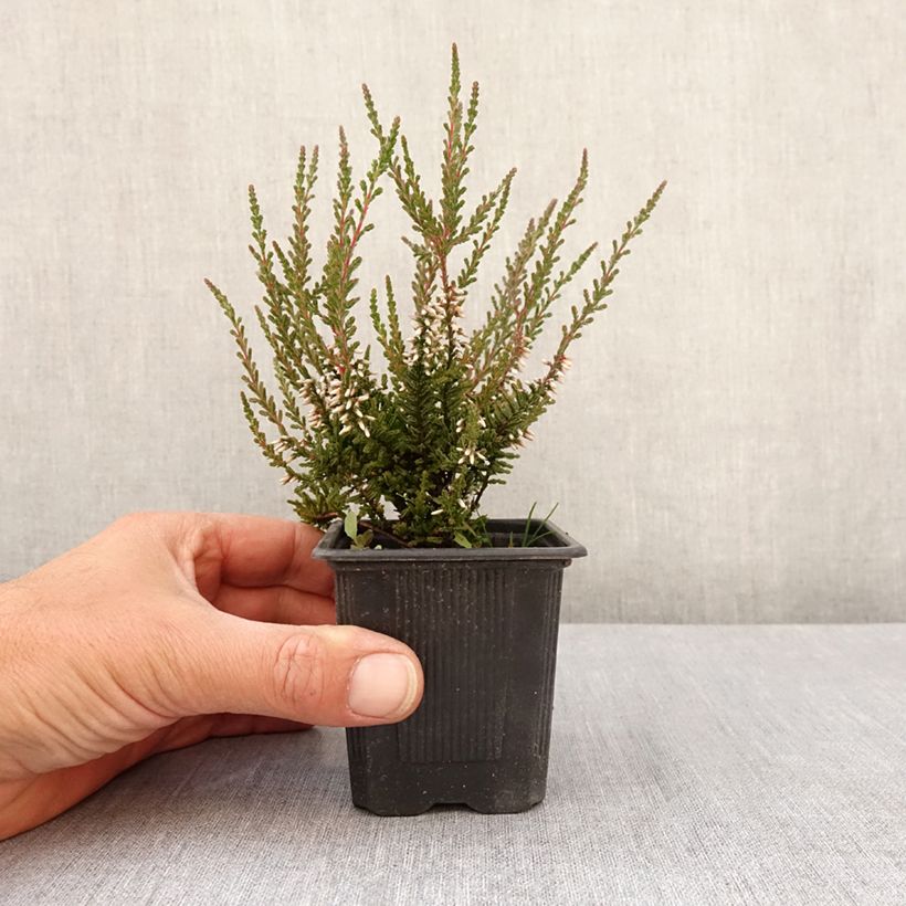 Amostra de Bruyère d'été - Calluna Garden Girls Pink Bettina Vaso de 8/9 cm tal como entregue na primavera