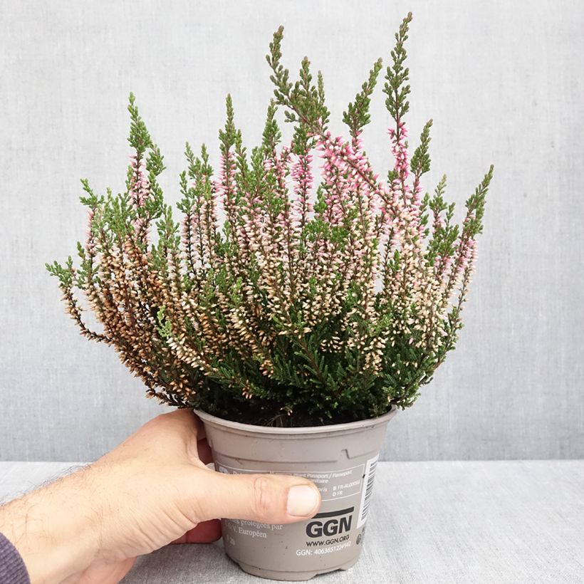 Amostra de Calluna Pink Bettina Vaso de 1 L/1,5 L tal como entregue no outono