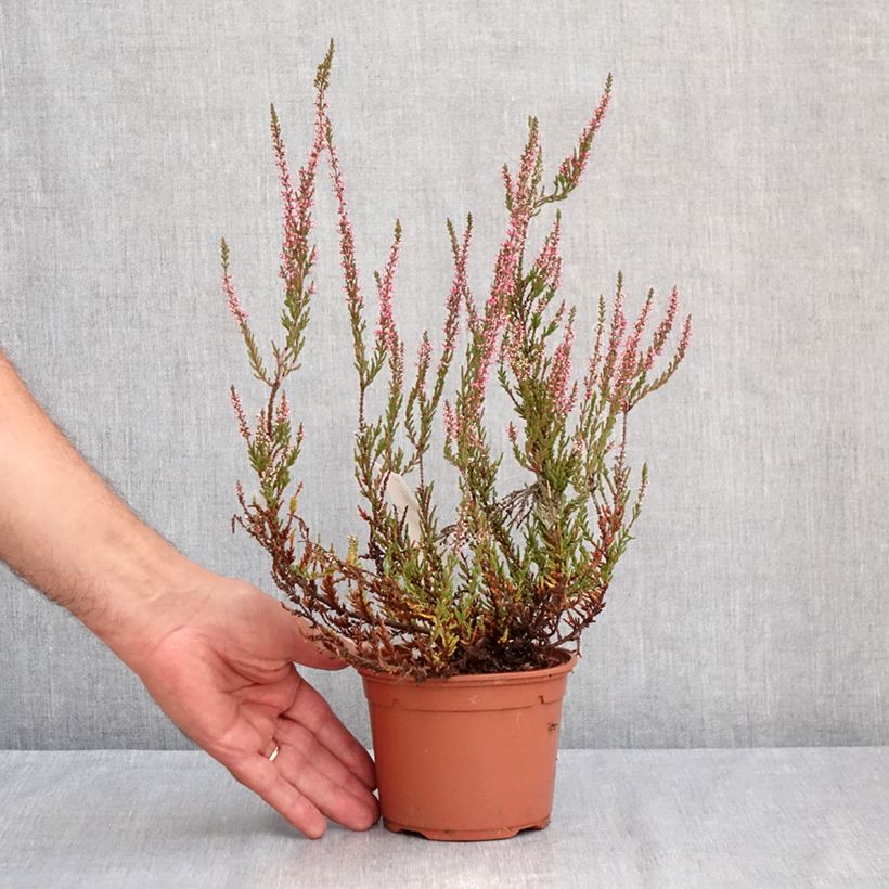 Amostra de Bruyère d'été - Calluna Garden Girls Pink Bettina Vaso de 1 L/1,5 L tal como entregue no verão