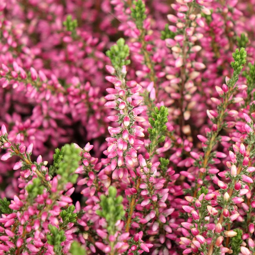 Calluna Garden Girls Rosita (Floração)