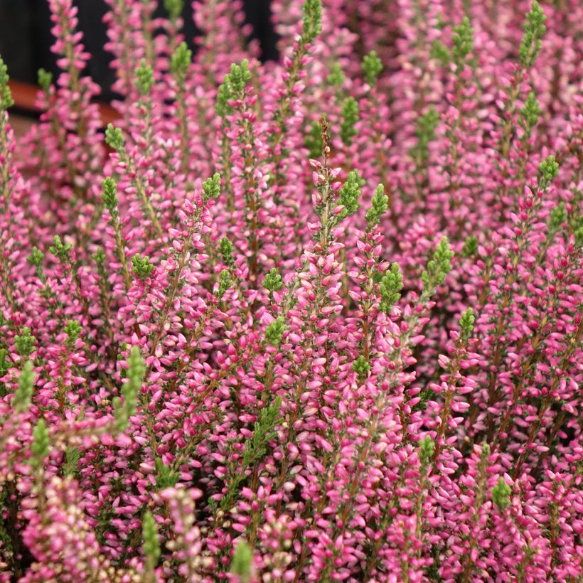 Calluna Garden Girls Rosita (Hábito)