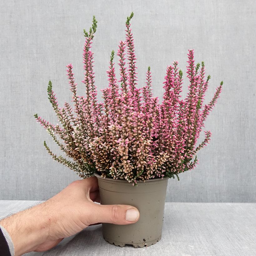 Amostra de Bruyère d'été - Calluna Garden Girls Rosita Pot de 1L/1,5L tal como entregue no outono