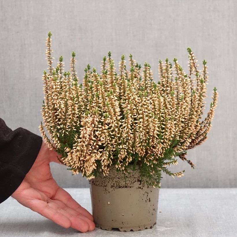 Amostra de Calluna Garden Girls Rosita Vaso de 1 L/1,5 L tal como entregue no inverno