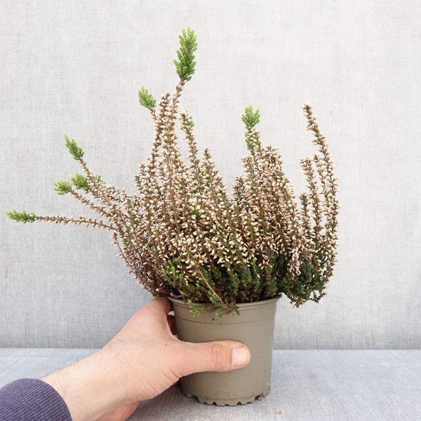 Amostra de Calluna Garden Girls Rosita Vaso de 1 L/1,5 L tal como entregue na primavera