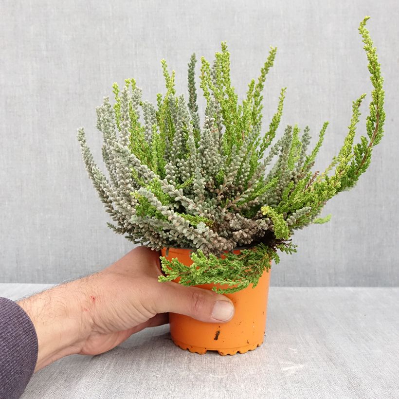 Amostra de Bruyère d'été - Calluna Garden Girls Sunset Fire Zelda Zoe et Zorina Pot de 1L/1,5L tal como entregue no outono