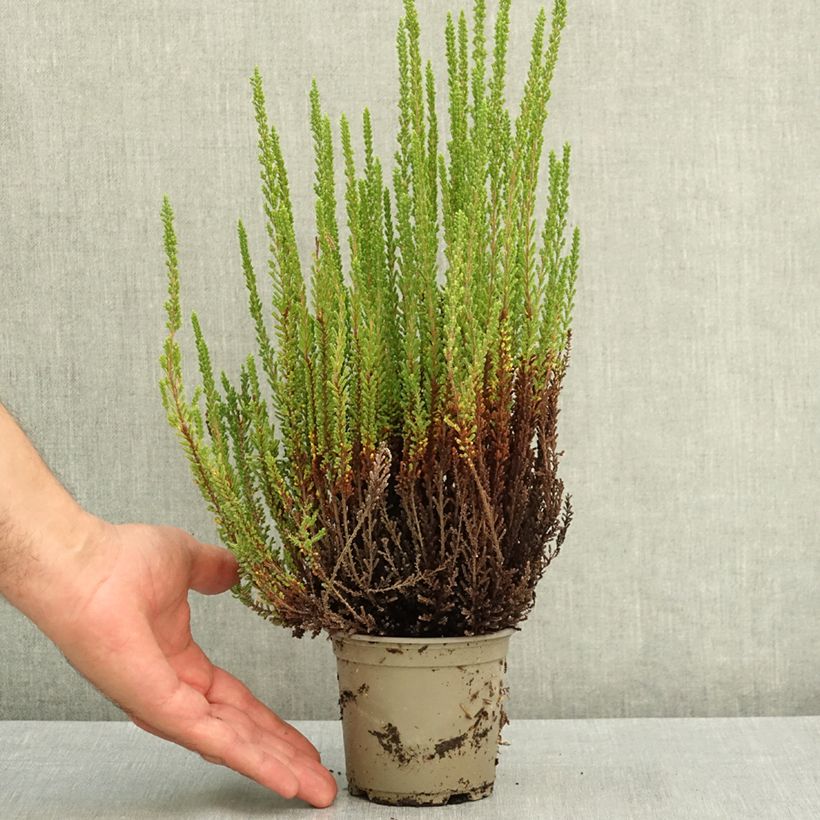 Amostra de Calluna Garden Girls Zelia Vaso de 1 L/1,5 L tal como entregue no verão