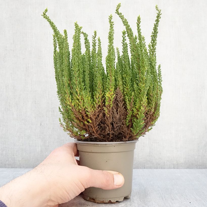 Amostra de Calluna Garden Girls Zelia Vaso de 1 L/1,5 L tal como entregue na primavera