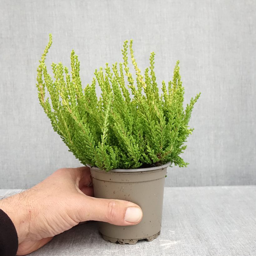 Amostra de Bruyère d'été - Calluna Garden Girls Zeta Pot de 1L/1,5L tal como entregue no outono
