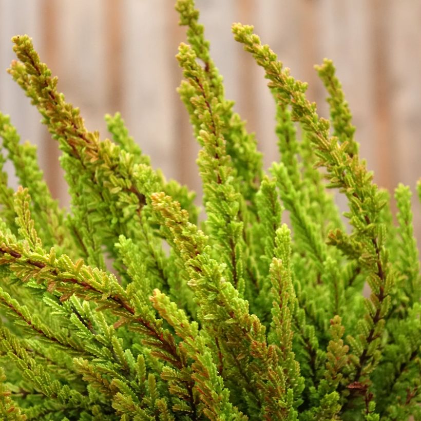 Calluna Garden Girls Zoe (Hábito)