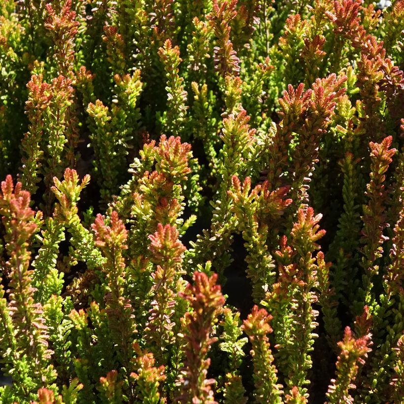 Calluna Garden Girls Zorina (Folhagem)