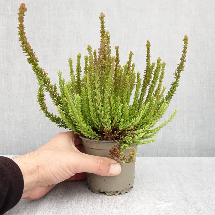 Amostra de Bruyère d'été - Calluna Garden Girls Zorina Pot de 1L/1,5L tal como entregue no outono