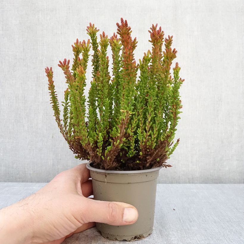 Amostra de Calluna Garden Girls Zorina Vaso de 1 L/1,5 L tal como entregue na primavera
