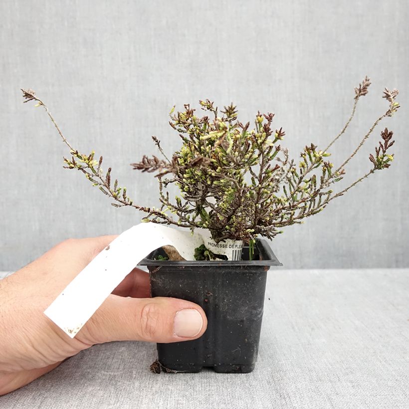 Amostra de Calluna vulgaris Alba Vaso de 8/9 cm tal como entregue no outono