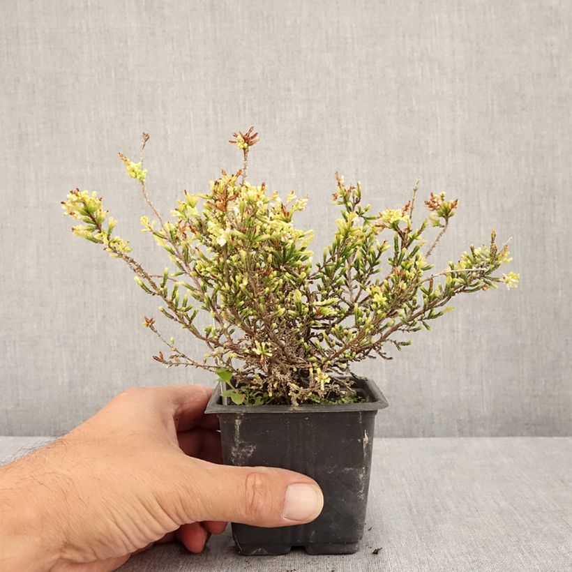Amostra de Calluna vulgaris Alba Vaso de 8/9 cm tal como entregue no verão