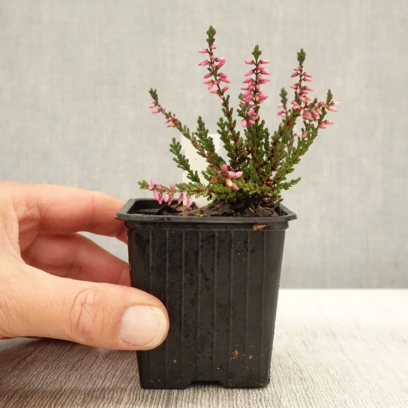 Amostra de Bruyère d'été - Calluna vulgaris Dark Beauty Godet de 8/9 cm tal como entregue no outono