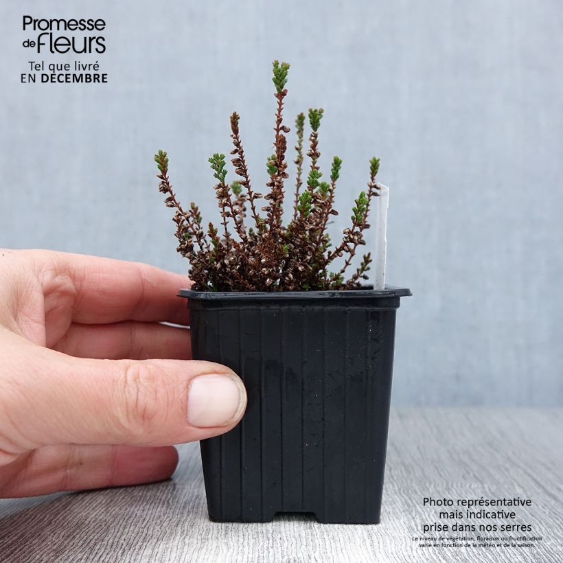 Amostra de Bruyère d'été - Calluna vulgaris Dark Beauty Godet de 8/9 cm tal como entregue no inverno