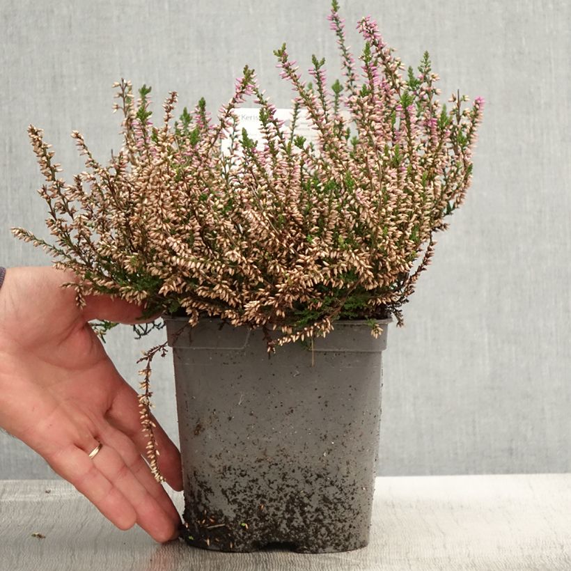 Amostra de Calluna vulgaris Marleen Vaso de 2 L/3 L tal como entregue no outono