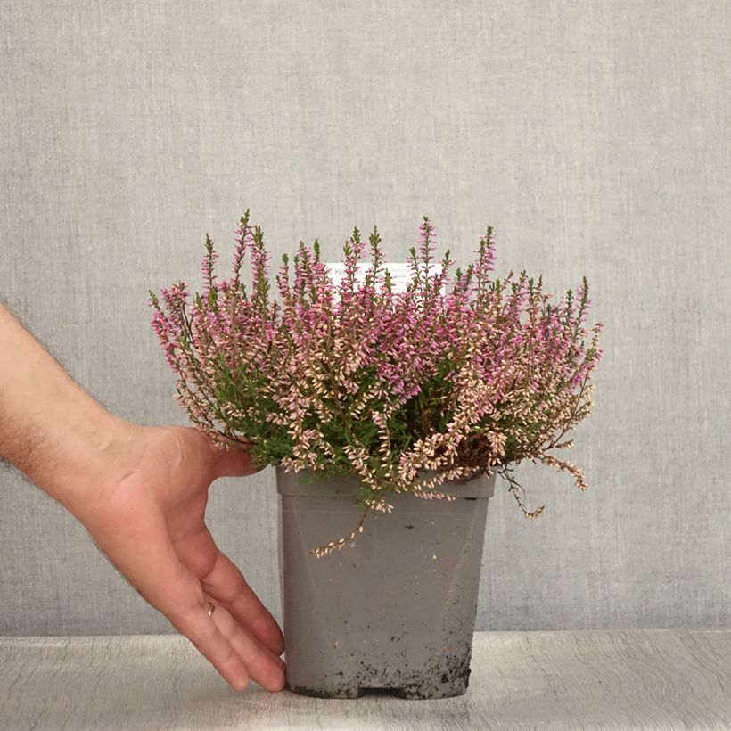 Amostra de Calluna vulgaris Marleen Vaso de 2 L/3 L tal como entregue no verão