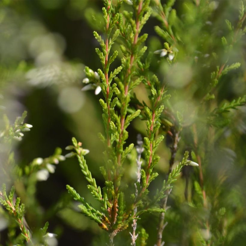Calluna vulgaris Marlies (Folhagem)