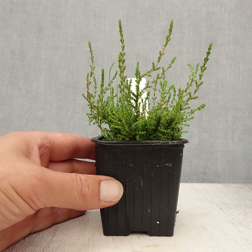 Amostra de Calluna vulgaris Marlies Vaso de 8/9 cm tal como entregue no verão