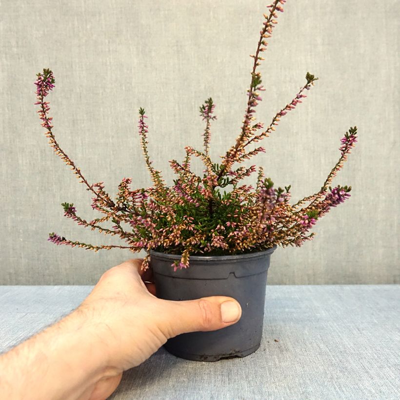 Amostra de Calluna vulgaris Marlies Vaso de 1 L/1,5 L tal como entregue no outono