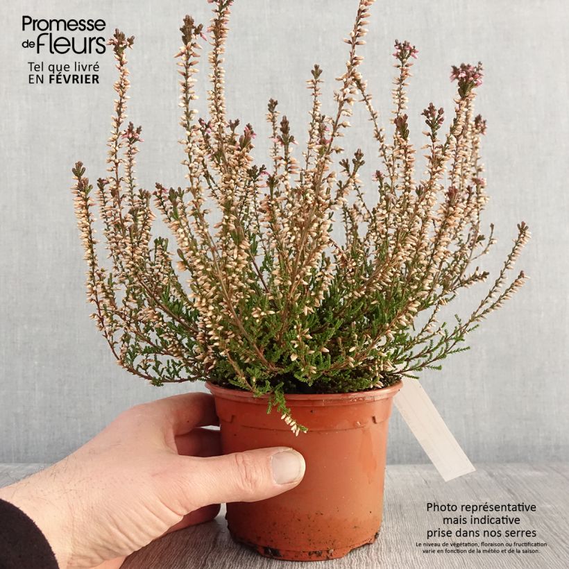 Amostra de Bruyère d'été - Calluna vulgaris Marlies Vaso de 1 L/1,5 L tal como entregue no inverno