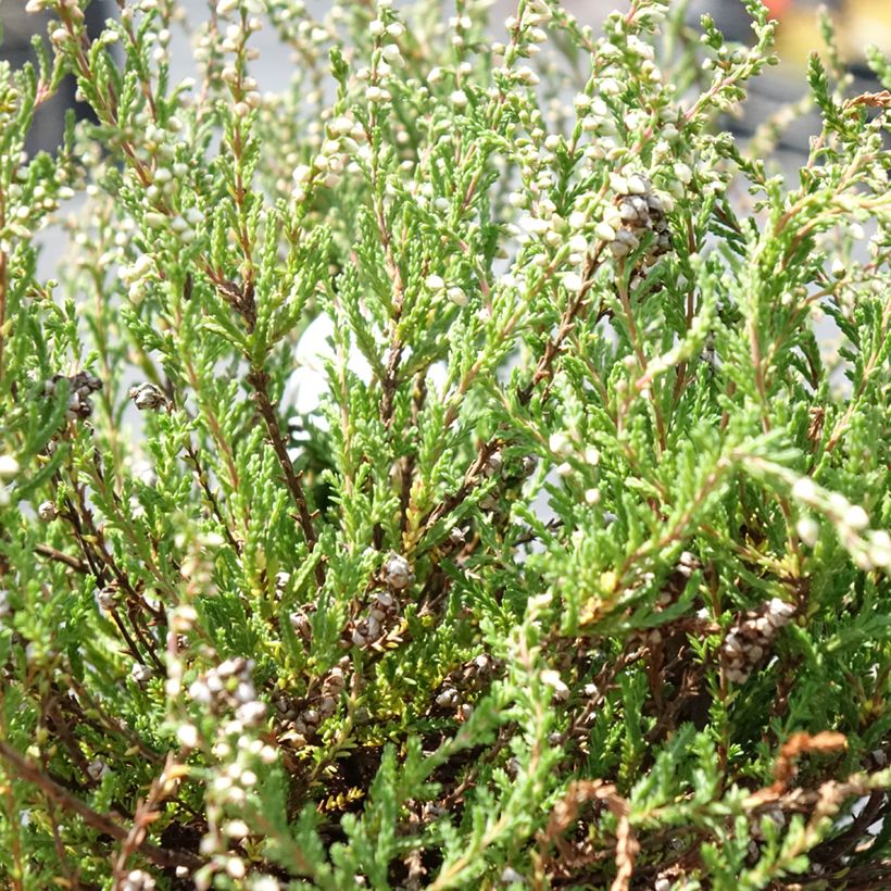 Calluna vulgaris Radnor (Folhagem)